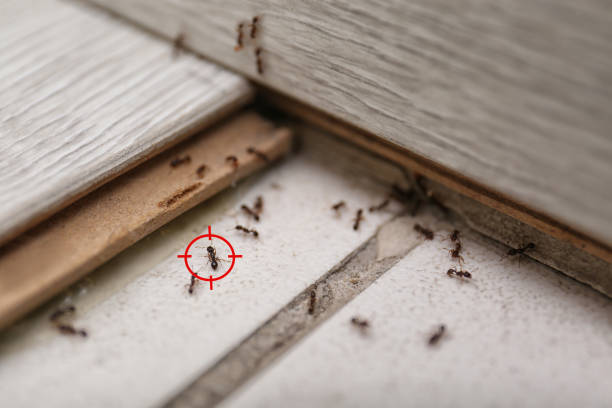 Best Wildlife Control Services  in Bridgewater, VA